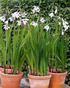 Gladiolus callianthus-28